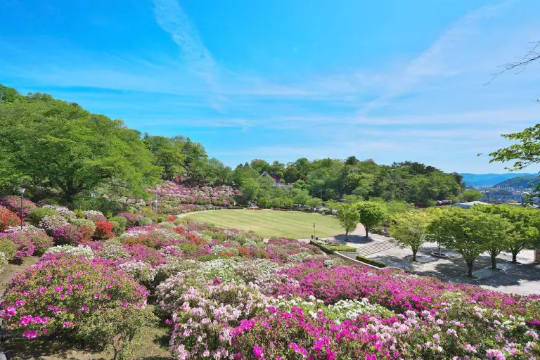 Not Just Cherry Blossoms 6