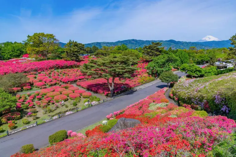 Not Just Cherry Blossoms 7