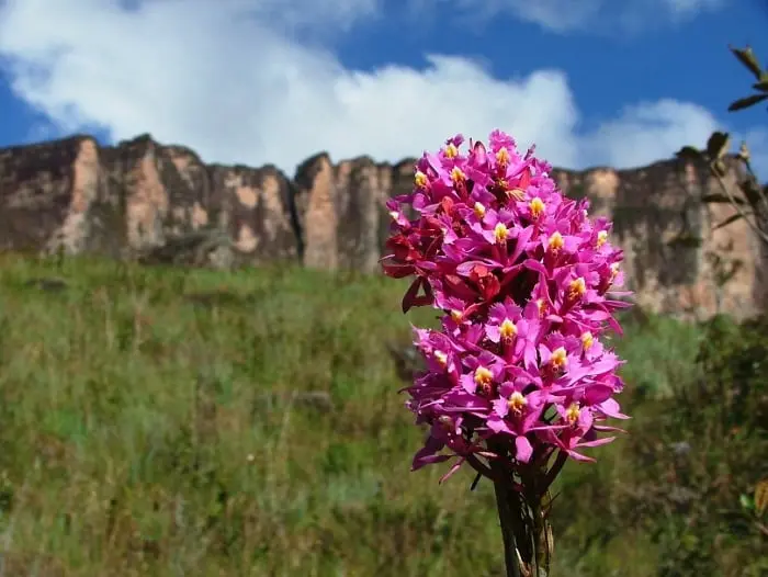 Journey to Conquer Mount Roraima 7